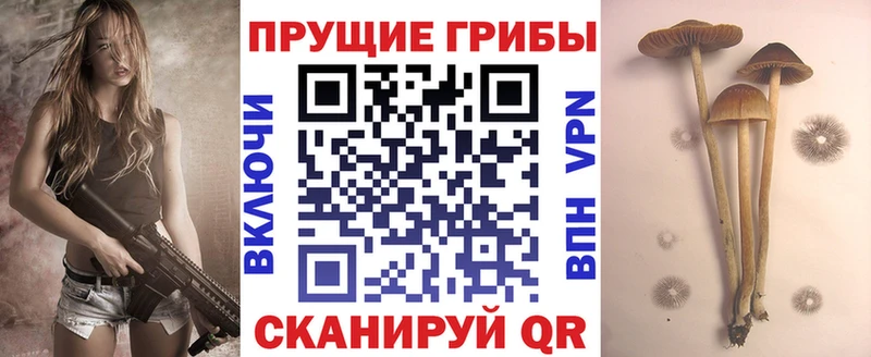 kraken ССЫЛКА  Железногорск  Галлюциногенные грибы Psilocybe 